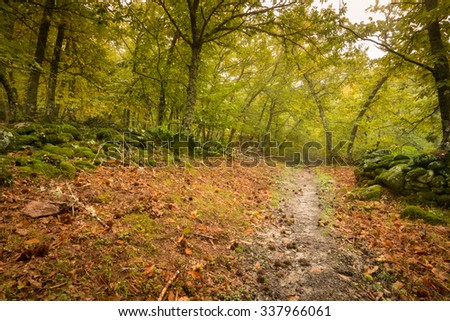 Chestnut forest in autumn with falling leaves