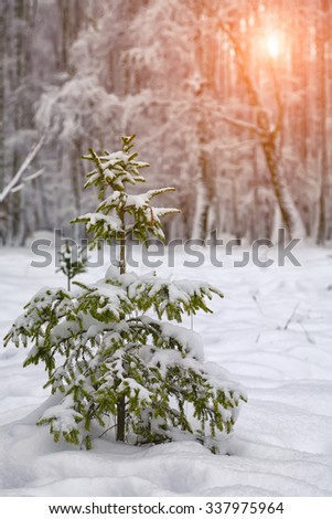 Christmas tree covered with snow in the city park. Sunset