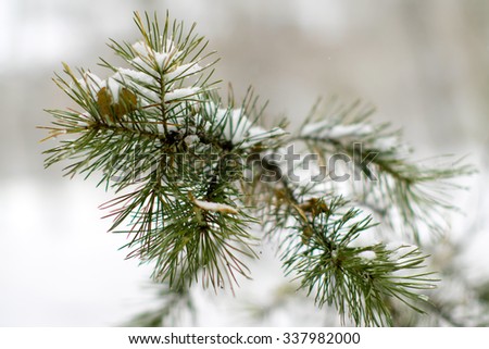 Branch of Christmas tree in the snow