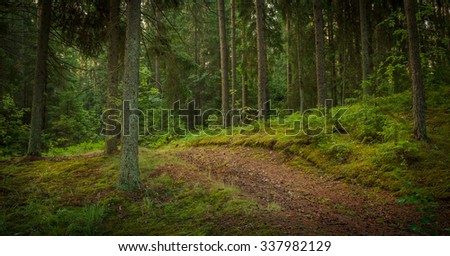 road in the forest Royalty-Free Stock Photo #337982129