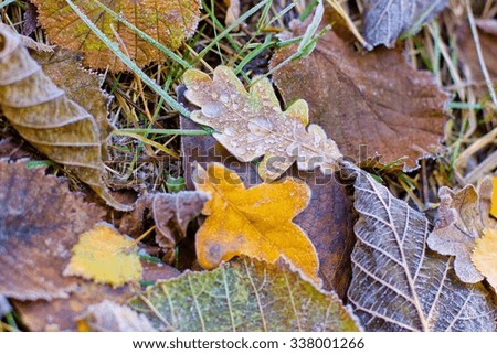 bright autumn leaves that are covered with frost