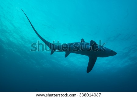 Common thresher sharks are pelagic and live in the deep ocean. However, Malapascua offers a unique chance to see these incredible sharks at close range while they are cleaned. Monad Shoal, Philippines