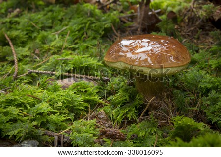 Imleria badia, commonly known as the bay bolete, is an edible, pored mushroom found in Europe and North America, where it grows in coniferous or mixed woods.