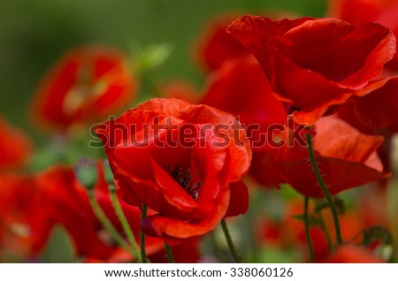 Two red poppy poppy field with beautiful background