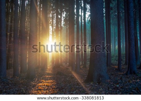 Scenic view of rays of sun beaming through the silhouette trees.