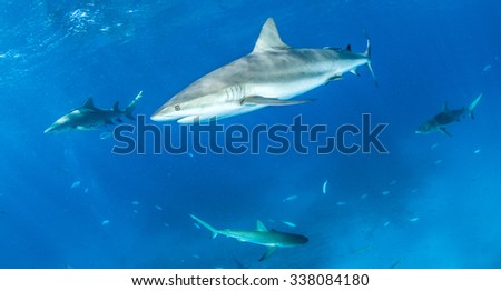 Shark diving