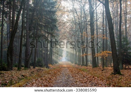 Autumn path with sunbeams in the forest