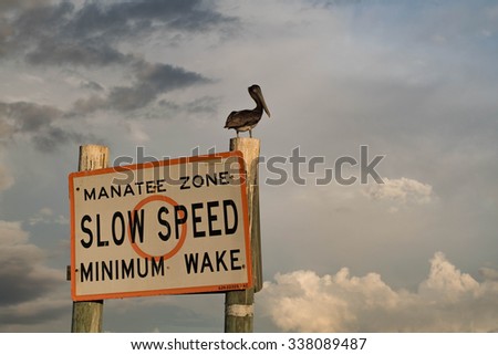 A Pelican Sitting on a Manatee Zone Sign