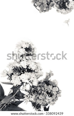 phlox on a white background