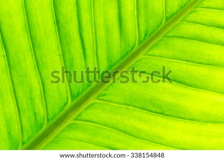 Abstract background, Close up of green leaf texture, Colorful of leaf texture. 