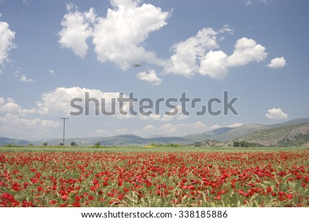 GREECE, RED POPPIES, FLOWERS