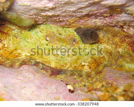 Underwater creature, an Octopus vulgaris camouflaged in a rock hole, Mediterranean sea, France