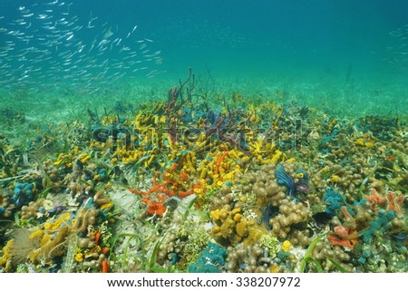 Colorful sea life underwater on the ocean floor, mostly sponges, Caribbean, Panama