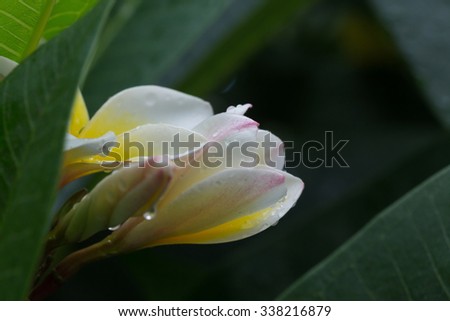 white frangipani plumeria tropical flower with water drops in rainy day
