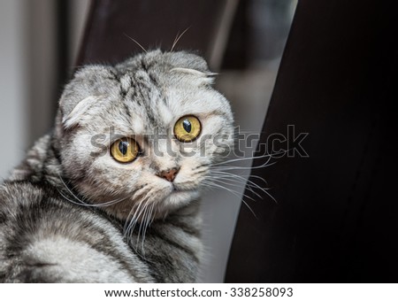 Portrait of yellow-eyed cat