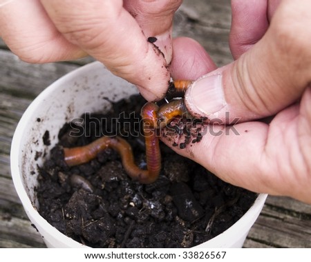 A man threads an earthworm on a fishing hook Royalty-Free Stock Photo #33826567