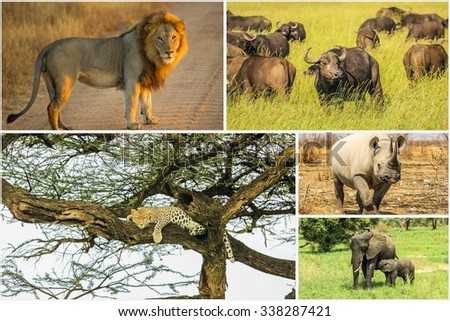 African Big Five animals collage, Buffalo, Elephant, Leopard, Black Rhino and Lion in national parks and african reserves like Kruger, Etosha and the Serengeti. Royalty-Free Stock Photo #338287421
