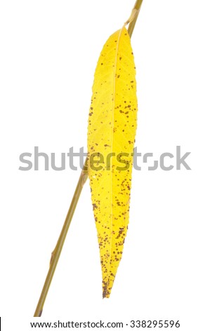 Single autumn yellow leaf isolated on white background