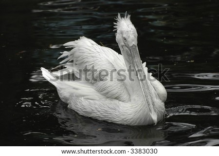 Pelican in water with dark background