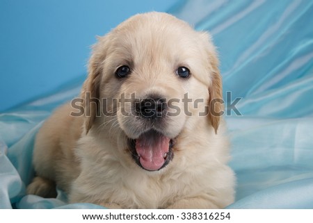 Golden retriever puppy on blue background 