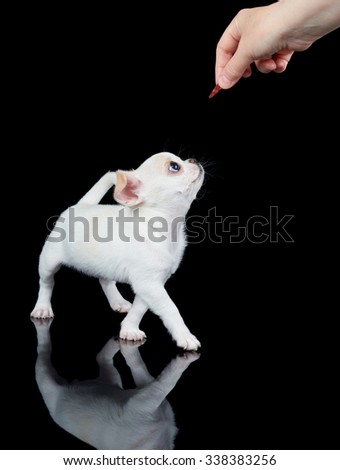 White puppy of Chihuahua wants to eat a piece of pet food on black reflecting background and looks up. There is woman's hand with a piece of pet food in the corner of the picture.           