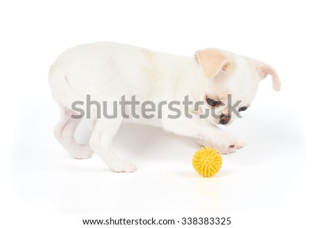 White puppy of Chihuahua plays with yellow ball on white isolated background            