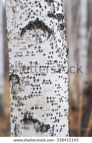 Texture of birch bark Royalty-Free Stock Photo #338415143