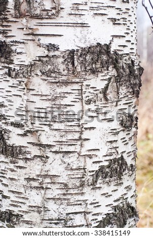 Texture of birch bark Royalty-Free Stock Photo #338415149