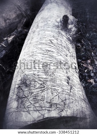 Worm hole lines on cottonwood tree trunk