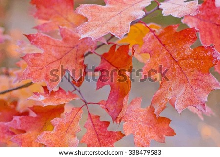 bright autumn leaves that are covered with frost