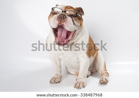 Yawning English Bulldog wearing glasses for vision. Studio photography on a light gray (white) background.