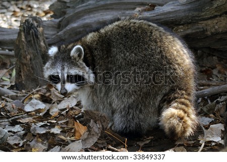 Picture of a wild raccoon in it's natural environment