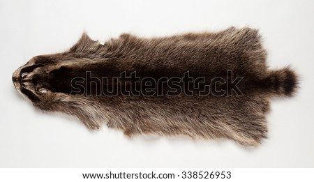 Skin beaver isolated on white background Royalty-Free Stock Photo #338526953