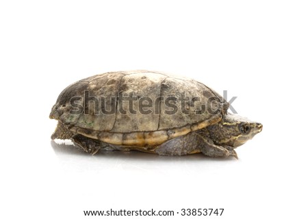 Common Musk Turtle (Sternotherus odoratus) isolated on white background.