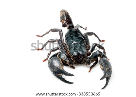Giant scorpion isolated on white background, species found in tropical and subtropical areas in asia.