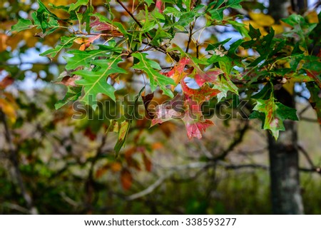 An oak tree changing colors in the woods during the fall. 