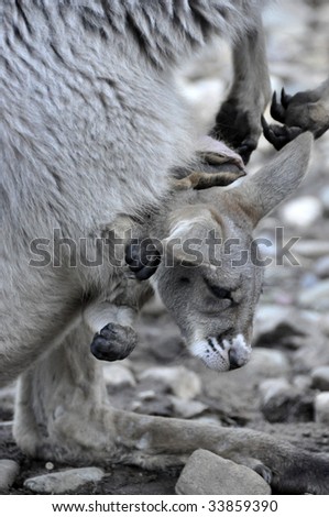 Stock photo of a joey in a kangaroo's pouch