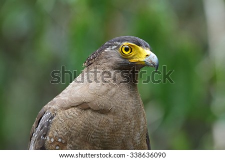 Crested serpent-eagle