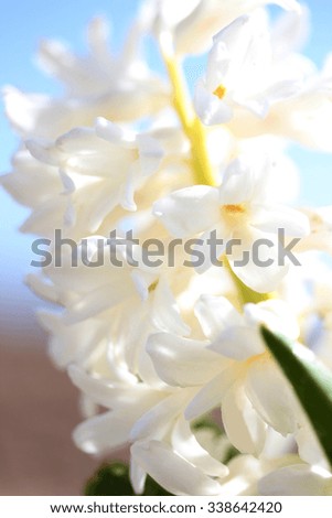 White hyacinth 