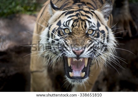 Angry Sumatran Tiger Royalty-Free Stock Photo #338651810