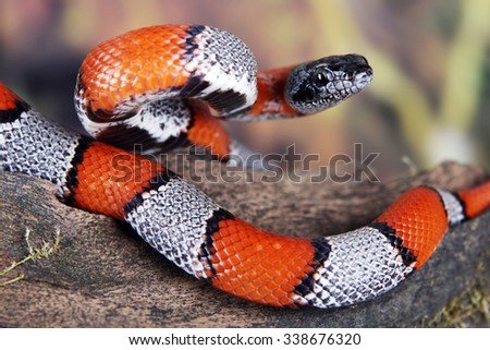 a picture of a beautiful false coral snake