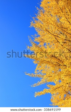 Golden foliage of Ginkgo tree, vertical orientation