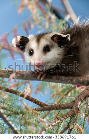 Opossum on a Tree Branch