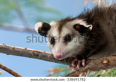 Opossum on a Tree Branch