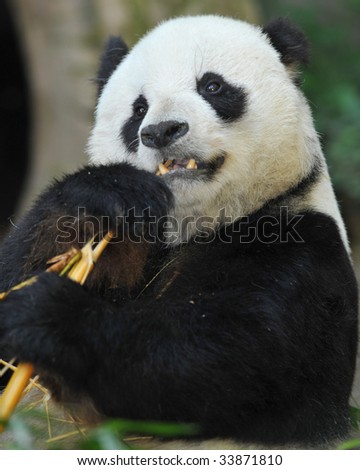 panda bear male eating bamboo, china 2
