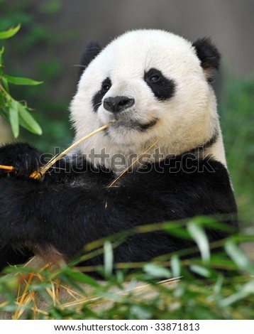 panda bear male eating bamboo, china 1