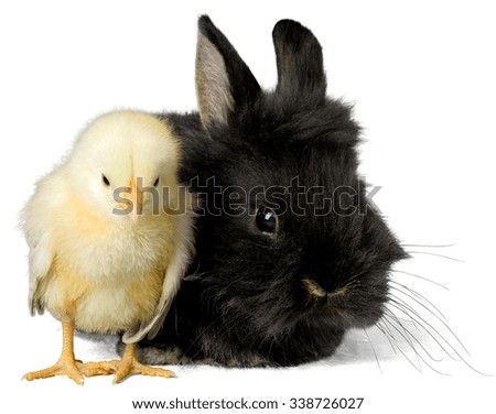 Little Yellow Chicken with Black Bunny