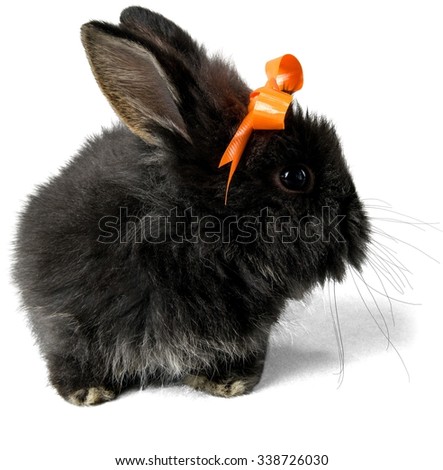 Black Bunny with Orange Bow