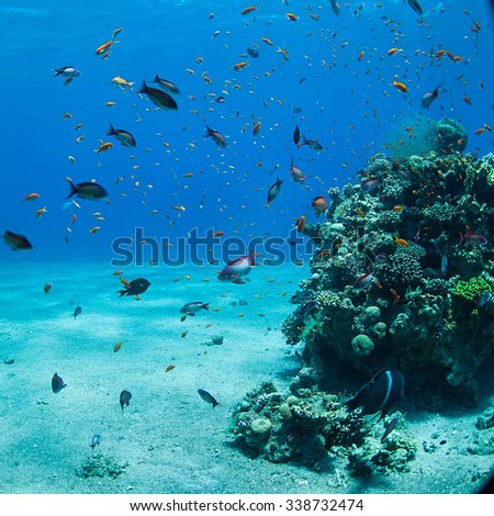 coral and fish in the sea at ten meters