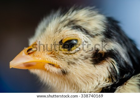 Newborn  chicken  head